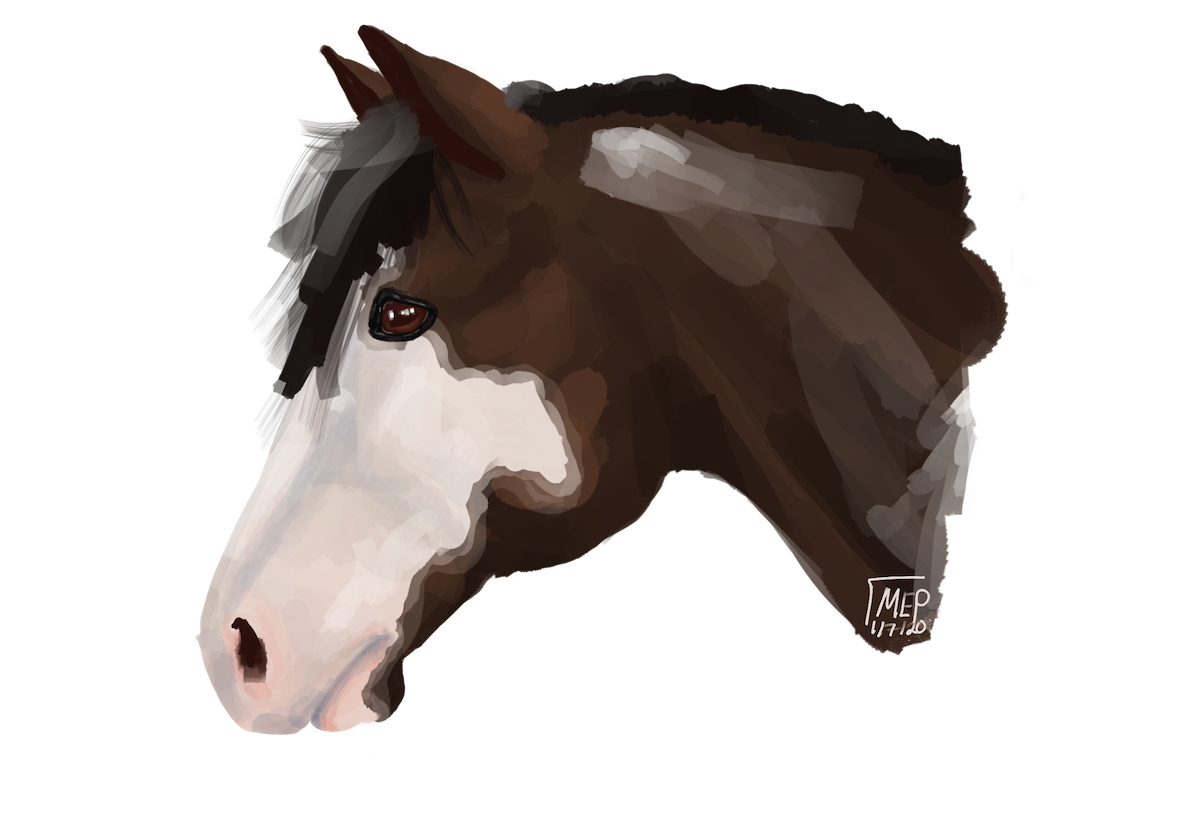 a digital painting of a horse head inspired by criollo horses.