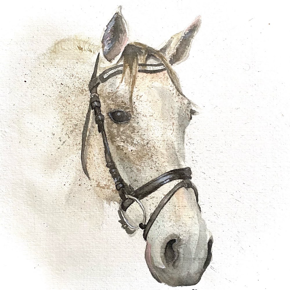 a watercolor portrait painting of a flea bitten grey horse